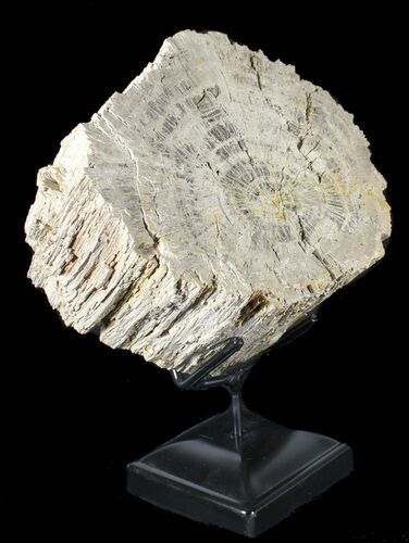 Cretaceous Petrified Wood Log Section On Stand - Texas #38923